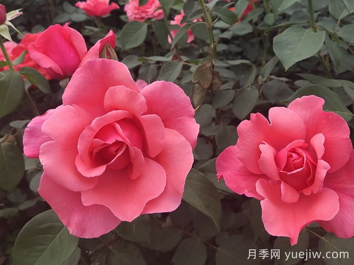 河北河間的樹狀月季美翻了，興村致富新路子(圖2)