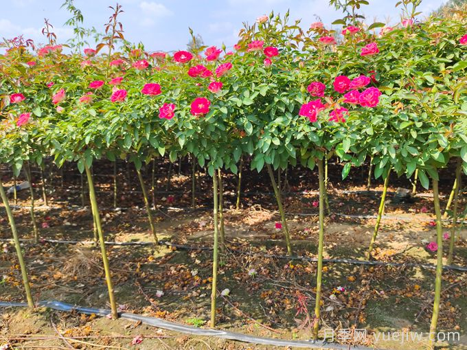 月季花的澆水和施肥辦法(圖1)