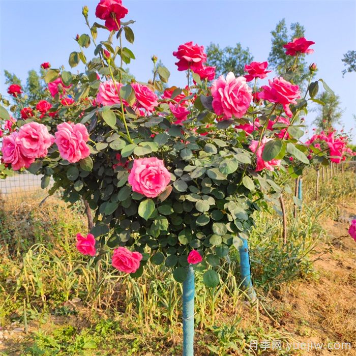 樹狀月季花怎么澆水和施肥？(圖1)