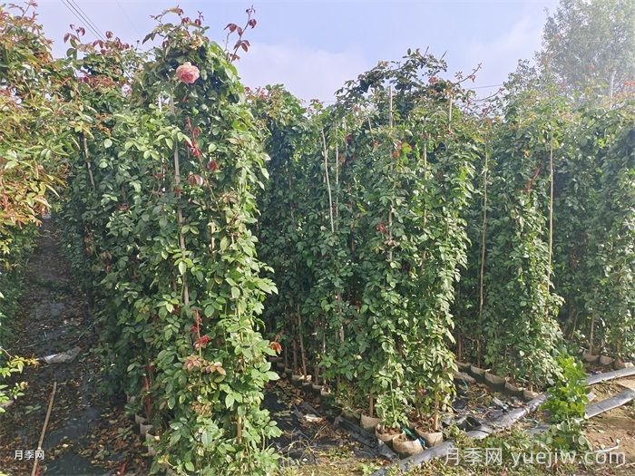 藤本月季是購買大苗好還是小苗好？(圖1)