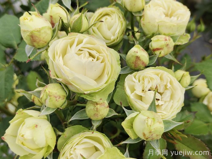 花友養(yǎng)奶油龍沙月季，花量多花色美(圖1)