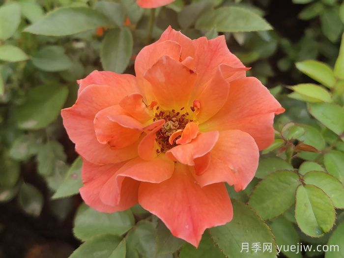 精選十首贊美月季花的古詩詞，夢(mèng)回唐宋看月季花開！(圖2)