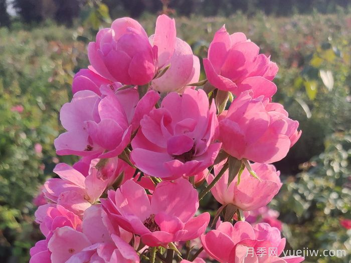 養(yǎng)好月季花需要注意的三個(gè)要點(diǎn)(圖1)
