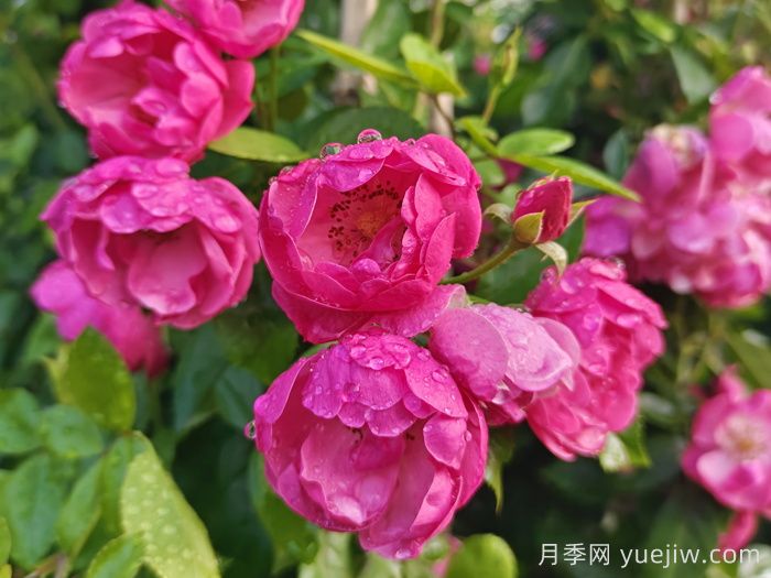新手種植月季容易犯的幾個(gè)錯(cuò)誤(圖1)
