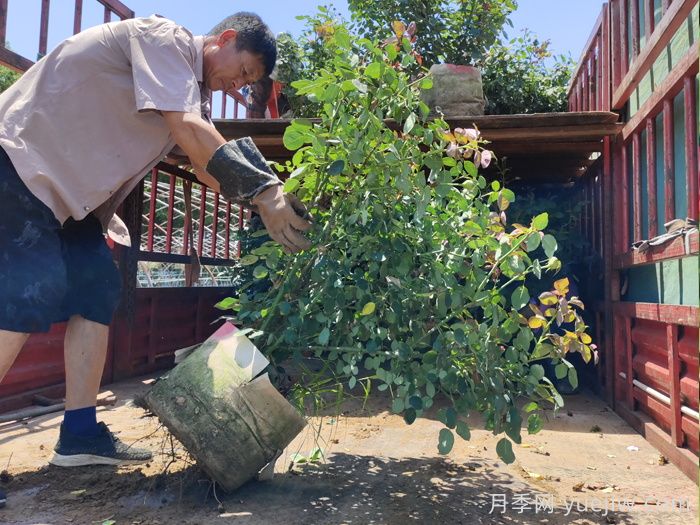 月季出秋筍，教你兩個(gè)月養(yǎng)成大壯枝(圖1)