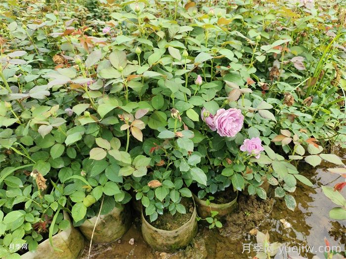 為什么秋天買月季好？(圖1)