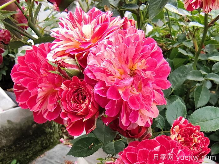 如何選擇適合自己的月季花？(圖1)
