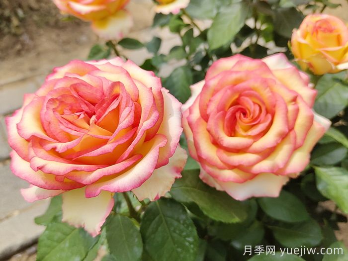 香水月季長什么樣？(圖1)