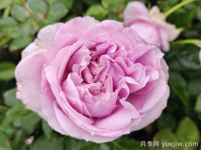 好看好養(yǎng)還容易開爆盆的月季花品種(圖2)