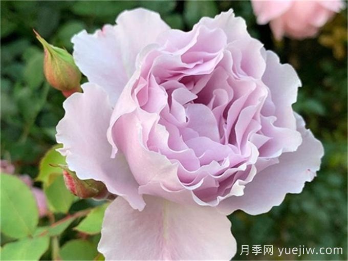 雜交茶香月季經(jīng)典代表品種(圖1)