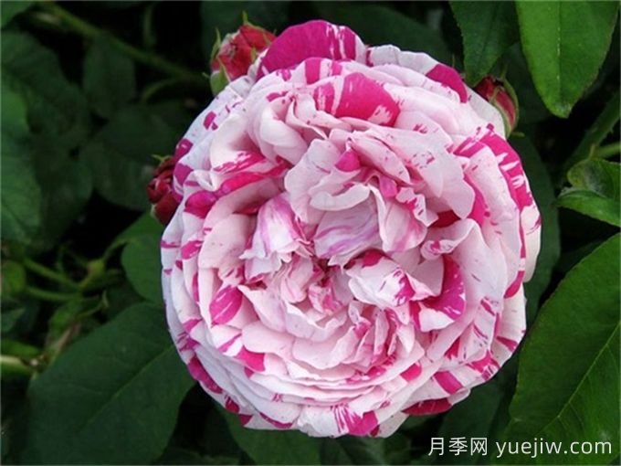 雜交茶香月季經(jīng)典代表品種(圖3)