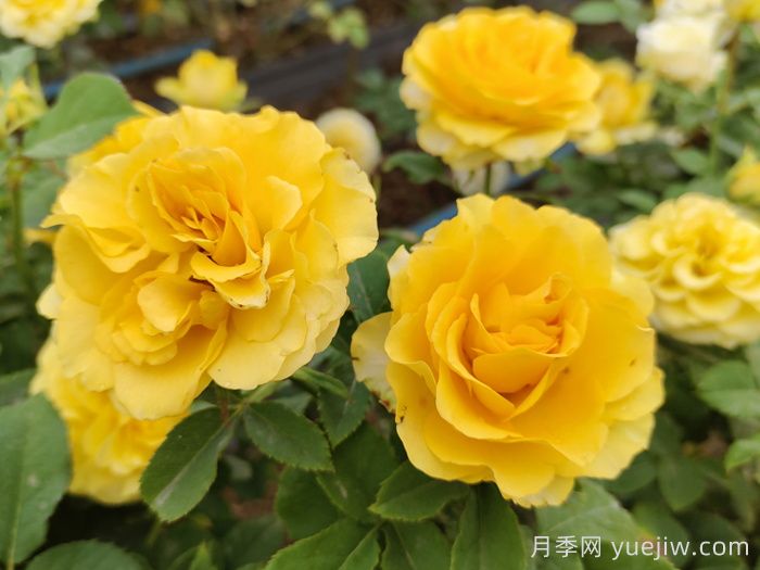 陽臺黨必入的3個月季花品種(圖1)