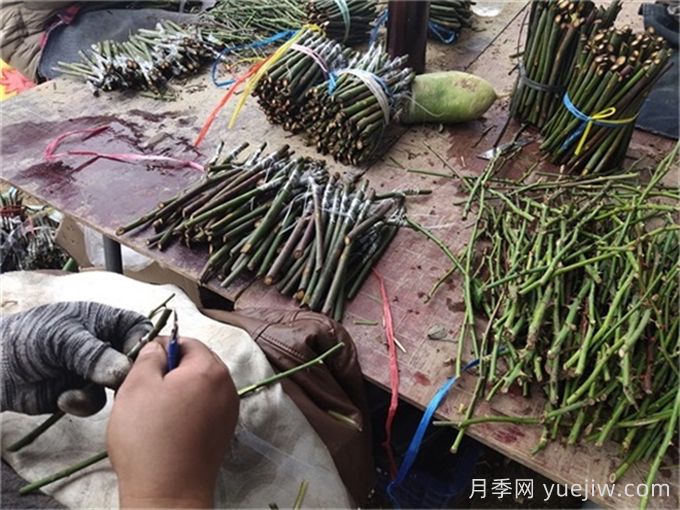 月季嫁接是門技術(shù)活，該如何做？(圖1)