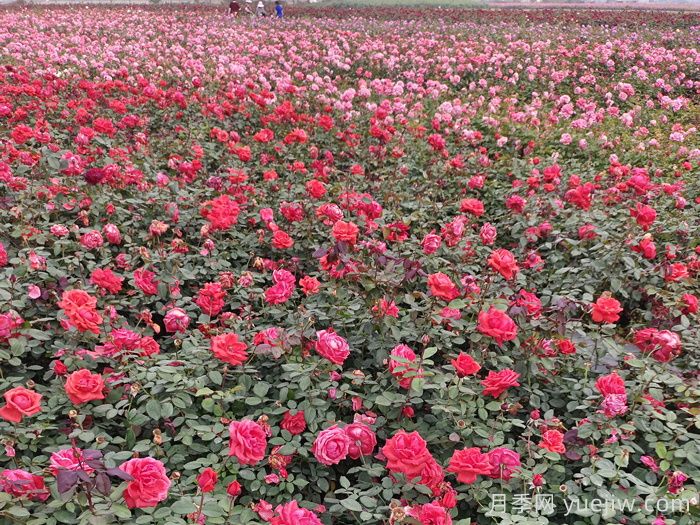 月季花的修剪基本操作和注意事項(xiàng)(圖1)