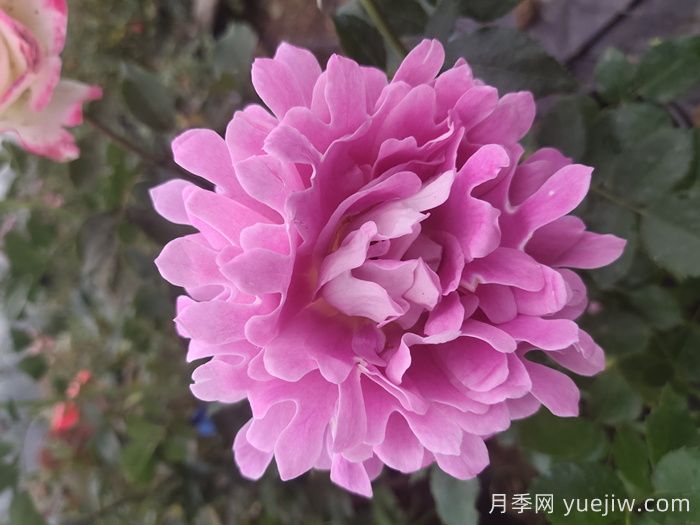 歐月和月季花的區(qū)別你知道嗎？(圖1)