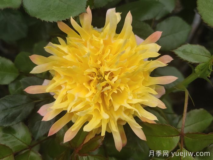 歐月和月季花的區(qū)別你知道嗎？(圖2)