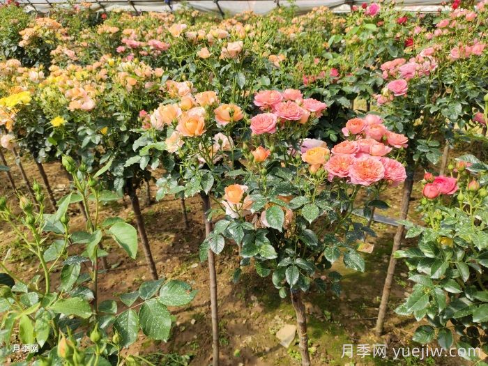 多色歐月樹狀月季好看又好養(yǎng)，該如何養(yǎng)？(圖2)