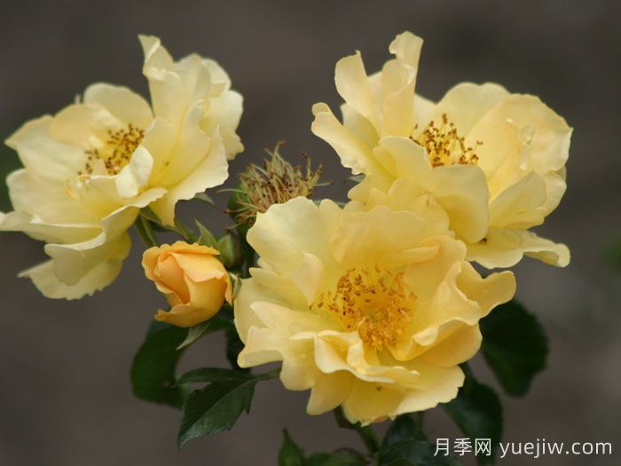 科洛馬月季(圖1)