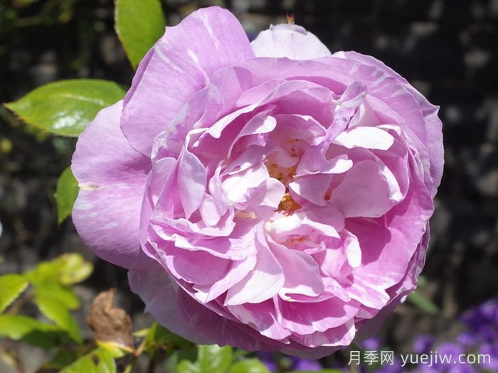 藍寶石月季(丹陶)(圖1)