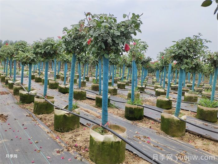 嫁接樹狀月季了，時間方法交給你(圖2)