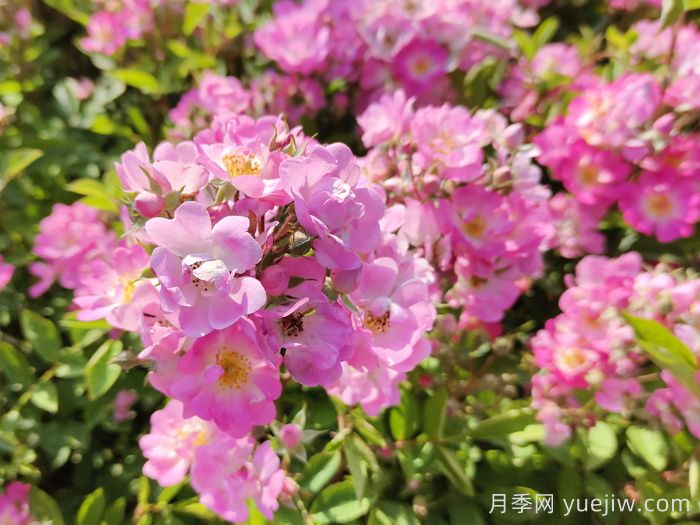 月季種植澆水技術有何奧秘(圖1)