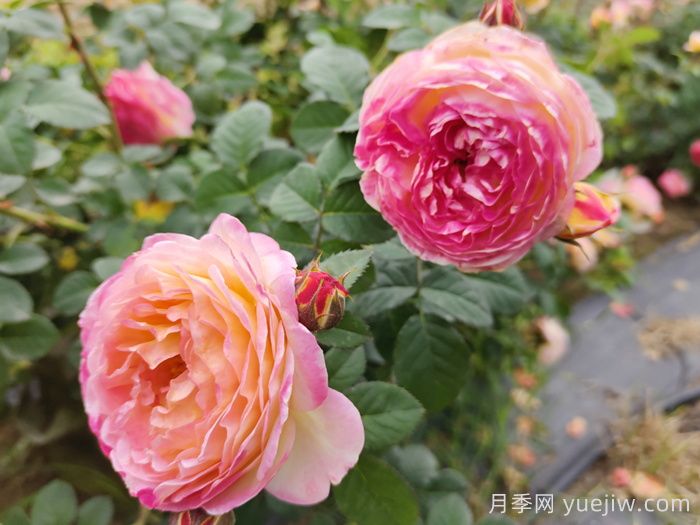 月季種類，藤本月季和灌木月季如何來(lái)區(qū)別？(圖2)