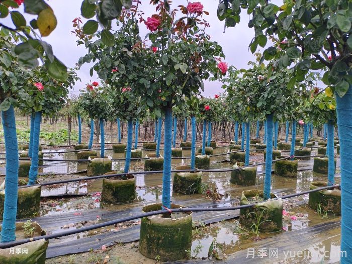 南陽樹狀月季種植基地教你走出嫁接兩大誤區(qū)(圖1)