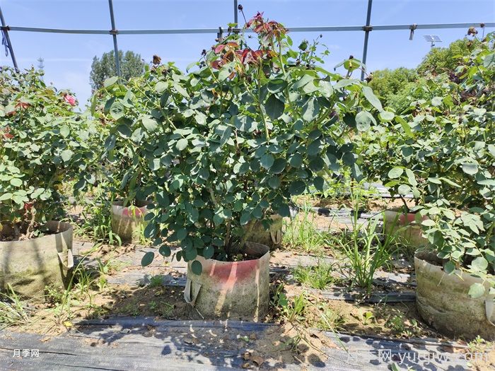 如何提高月季花苗成活率？方法為你列舉(圖1)