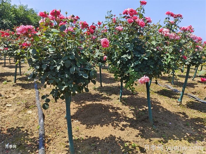 如何提高月季花苗成活率？方法為你列舉(圖2)