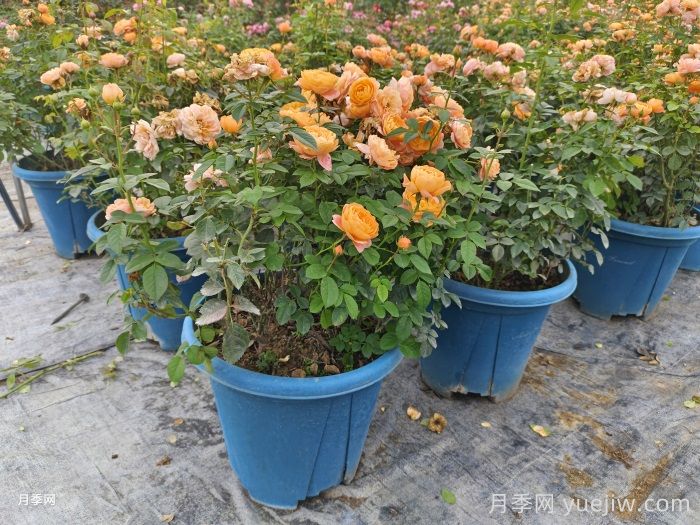 月季花如何修剪？南陽(yáng)基地抓住這3個(gè)時(shí)間修剪花開不斷(圖1)