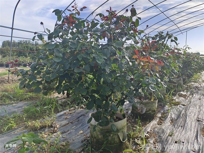 ?老齡月季更新如何修剪和保護芽？(圖1)