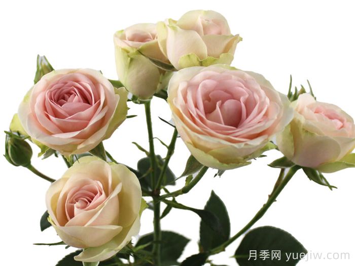 甜蜜之花月季(圖1)