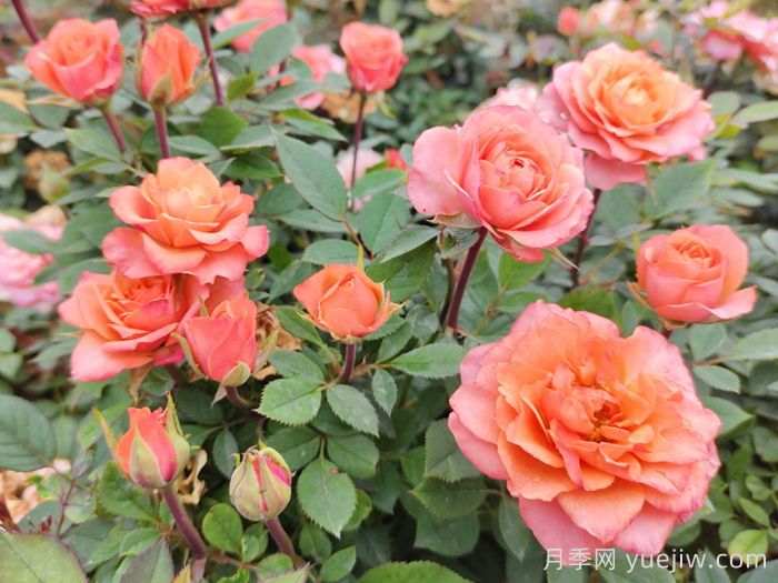 月季花夏天養(yǎng)護(hù)技巧(圖1)