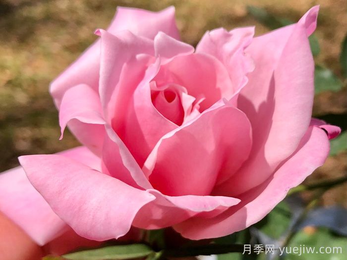 灌木初戀月季的優(yōu)缺點(diǎn)是什么？？(圖1)