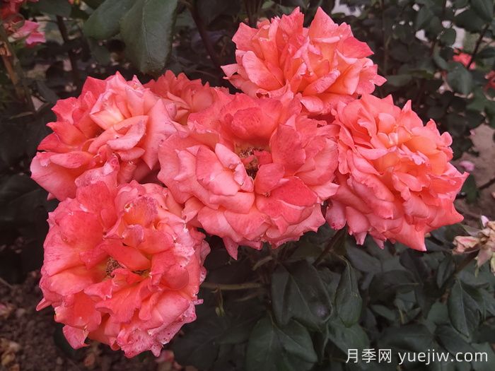 月季切花染色實用技術分享(圖1)