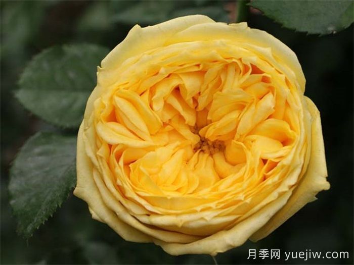 日本黃色系卡特琳娜月季怎么樣？(圖1)