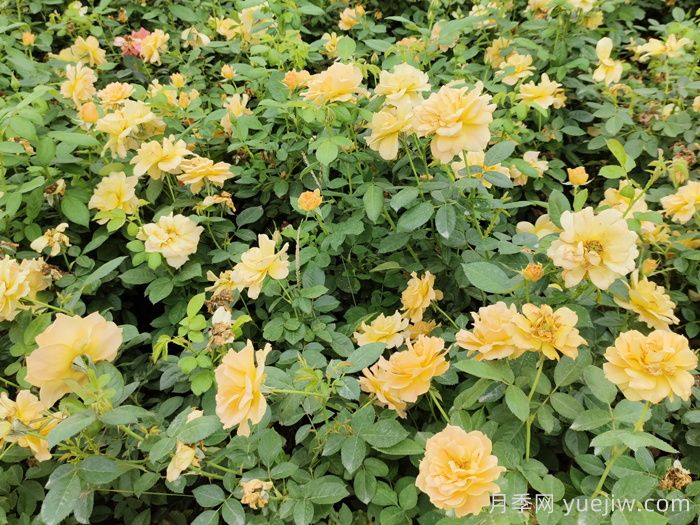 月季苗如何種植防治大蟋蟀？(圖1)