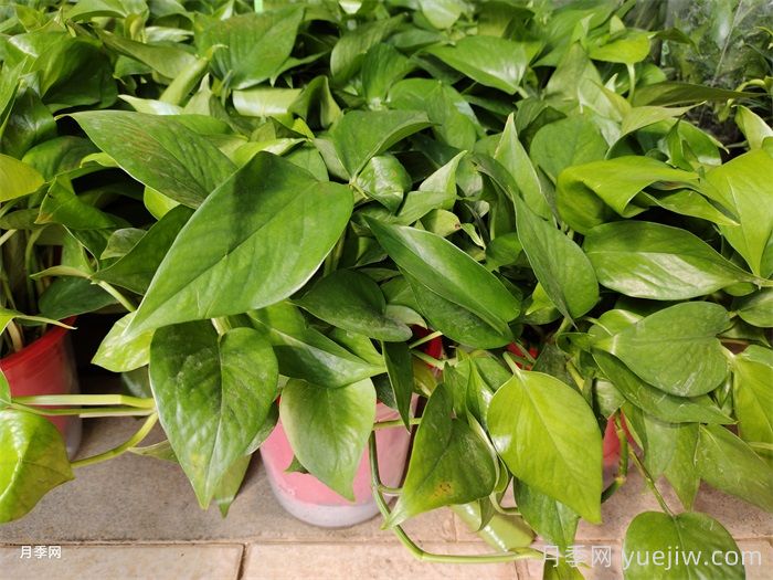家具24種花卉，除甲醛凈化空氣龜背竹排首位(圖1)