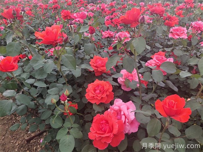 石橋月季日常管理技術(shù)要點有哪些？(圖1)