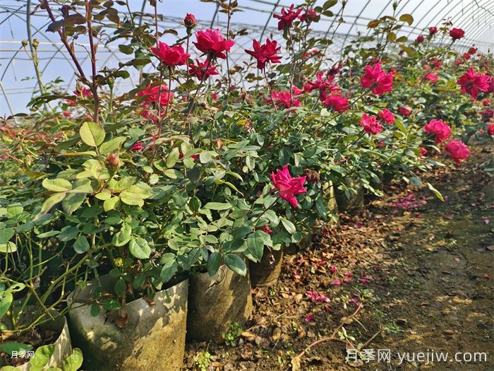 月季花后如何修剪？(圖1)