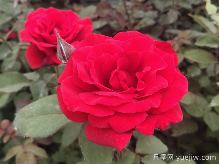 月季有哪些名優(yōu)品種？如何養(yǎng)護(hù)？(圖1)