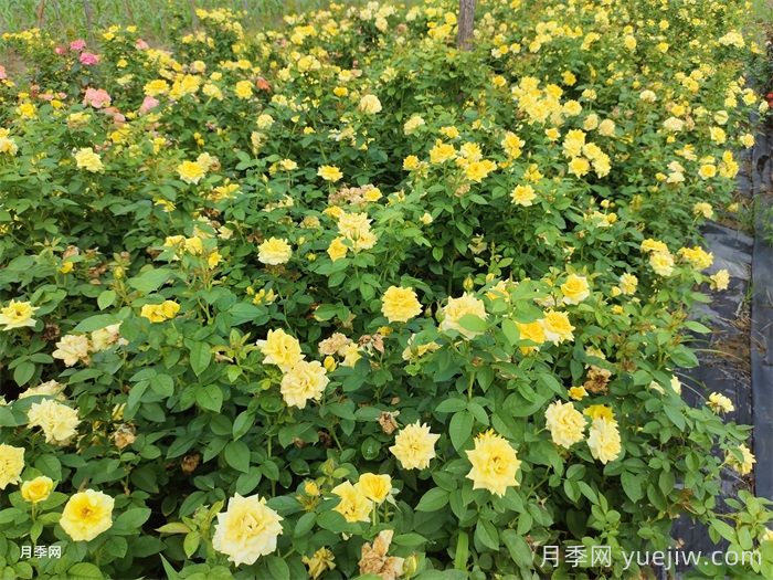 不同狀態(tài)的月季如何修剪？(圖1)
