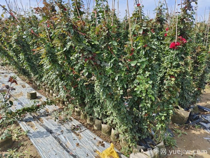 藤本月季養(yǎng)植要點有哪些？(圖1)