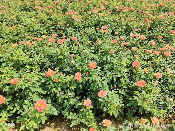 秋季月季花再開爆，要做好夏季工作(圖1)