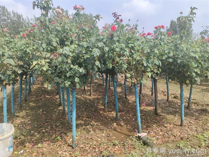 南陽樹狀月季網(wǎng)上交易成功，900棵出嫁杭州蕭山(圖1)