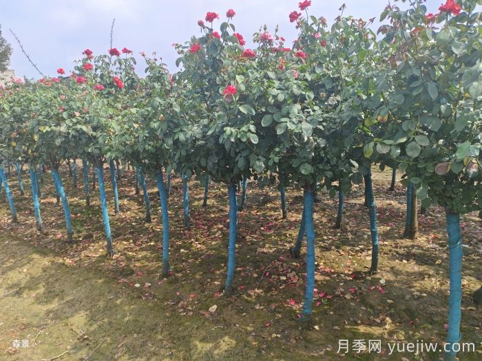 南陽樹狀月季網(wǎng)上交易成功，900棵出嫁杭州蕭山(圖2)