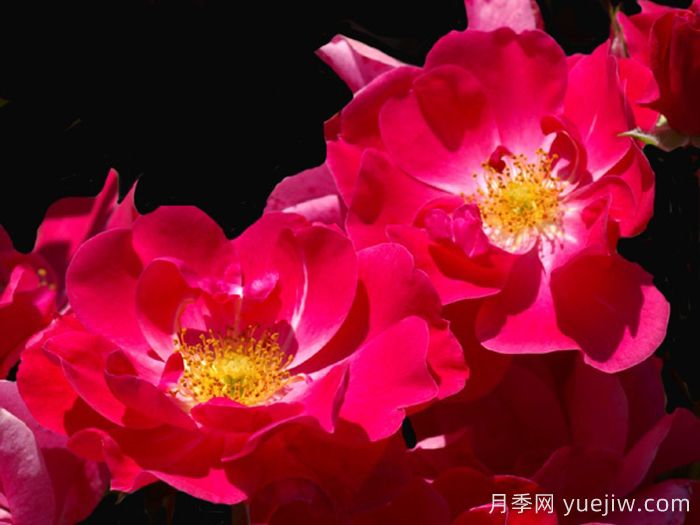 基韋斯特月季/櫻桃蓋(圖1)