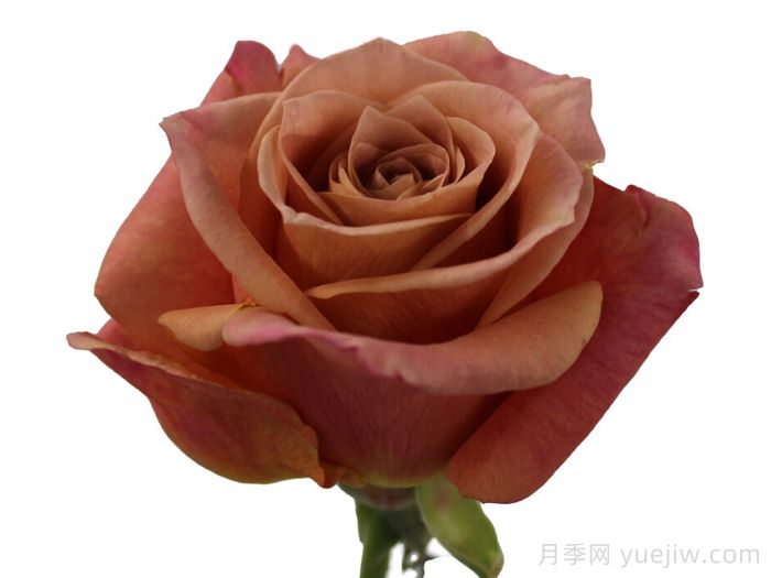 咖啡月季(荷蘭)(圖1)