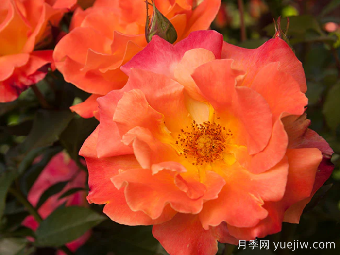 橘紅潮月季/橙色波浪(Heirloom)(圖1)