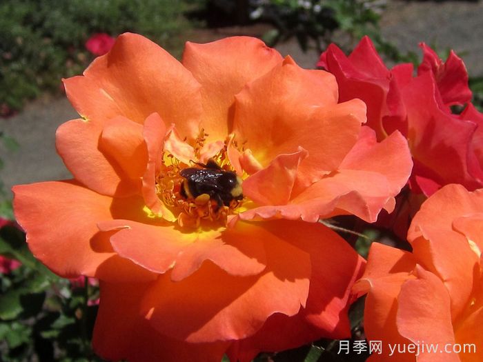 橘紅潮月季/橙色波浪(Heirloom)(圖3)